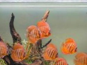 天然趣水族 專業水族服務，打造靈動水世界